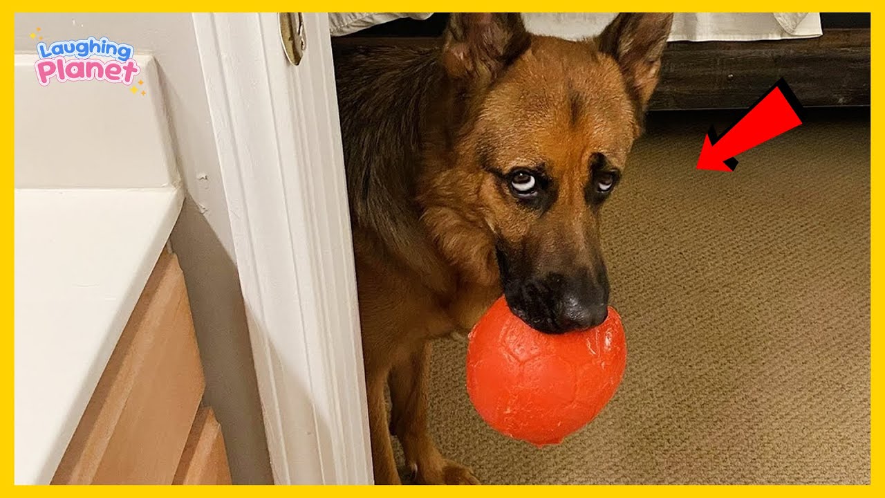 🐕🤯Я хотел собаку, но Бог дал мне комика! 😂 Самое смешное видео с собакой!