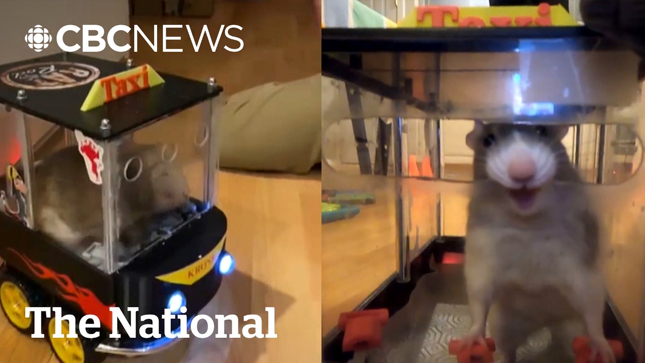#TheMoment rats learned how to drive 🐀