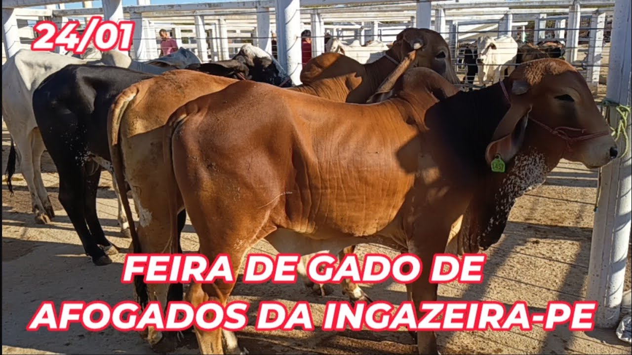 Feira de animais de Afogados da Ingazeira-PE (24/01/26)