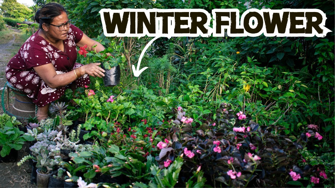 New Winter Flower in the House! Pabitra Garden