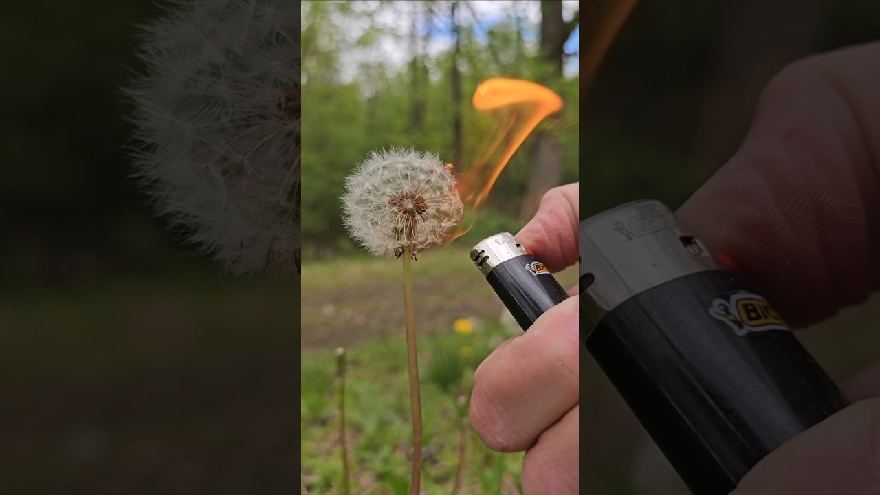 Survival food - dandelion seeds