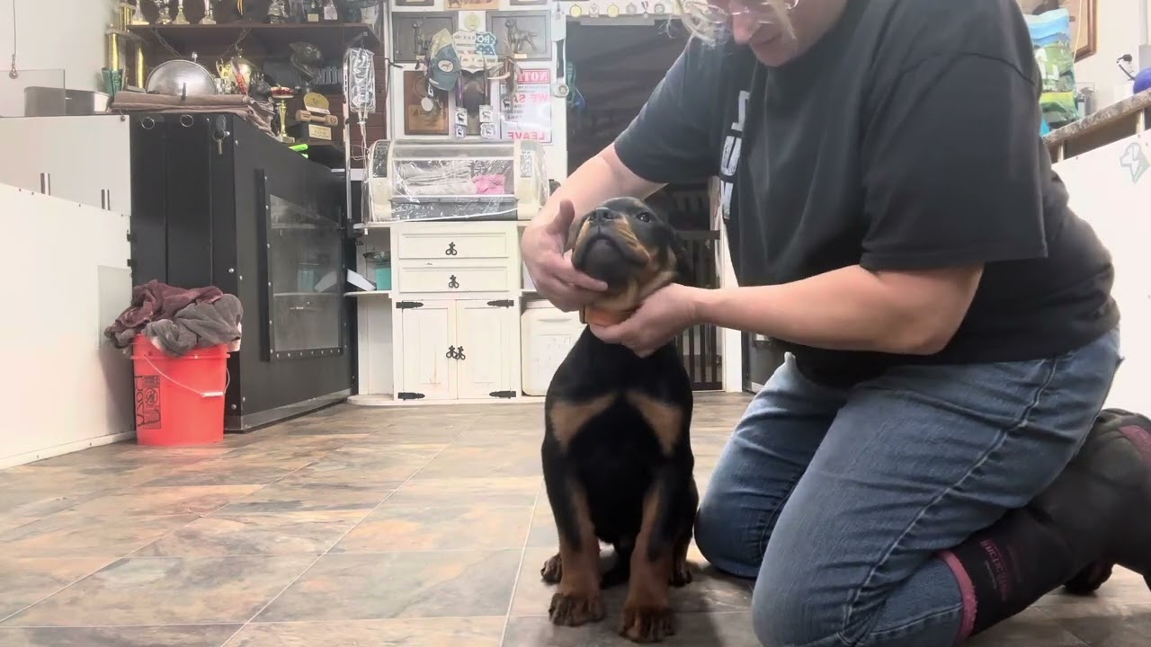 Rottweiler Teeth - Session 1 - Training No Food