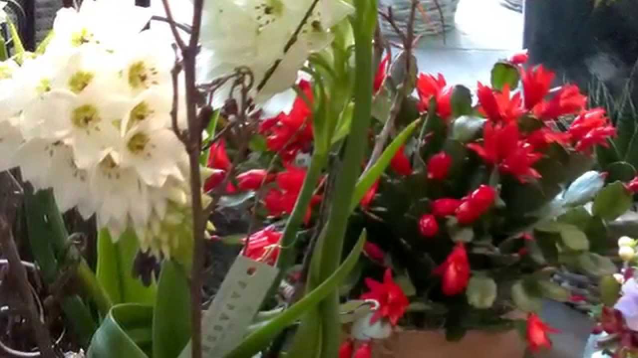 Papageno - Blumenzauber mitten in Zürich