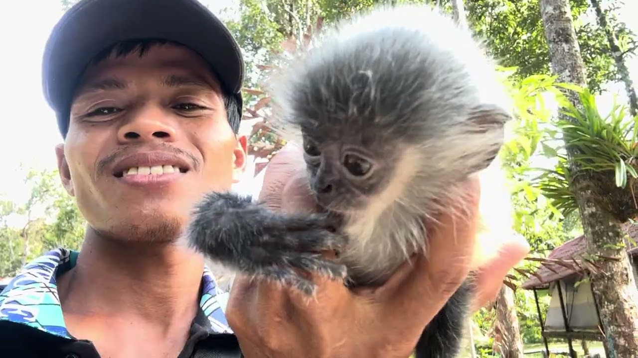 This Little Monkey Will Make Your Day Better!