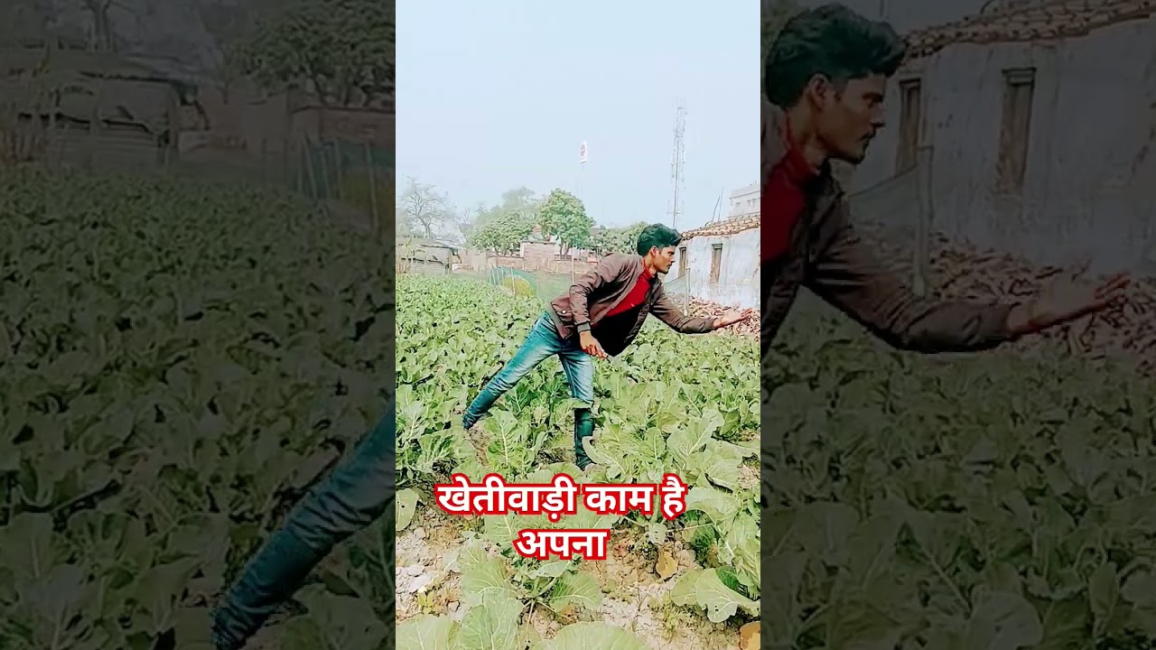 khetiwadi Kam hai apna #farming #farmer #agriculture #tractor