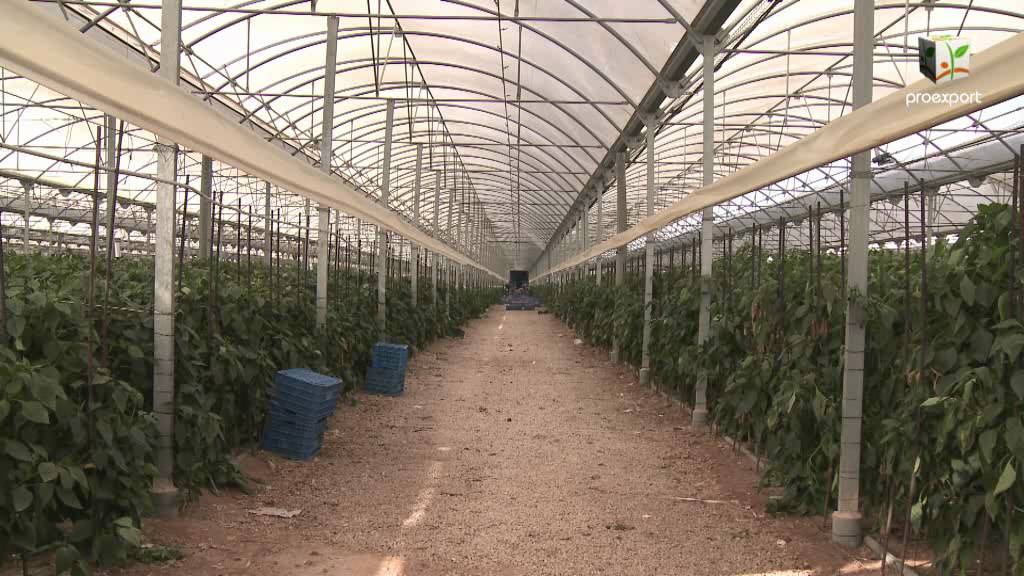 Produccion de frutas y hortalizas en la Región de Murcia