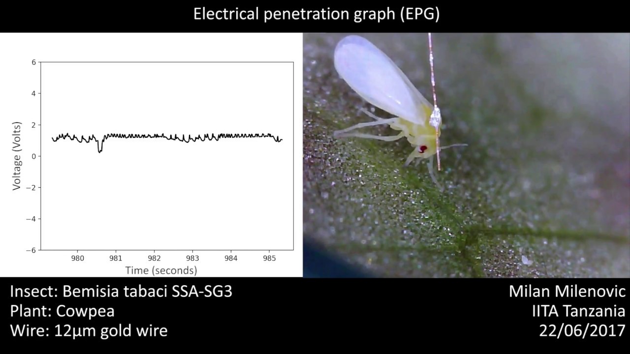 Bemisia tabaci EPG