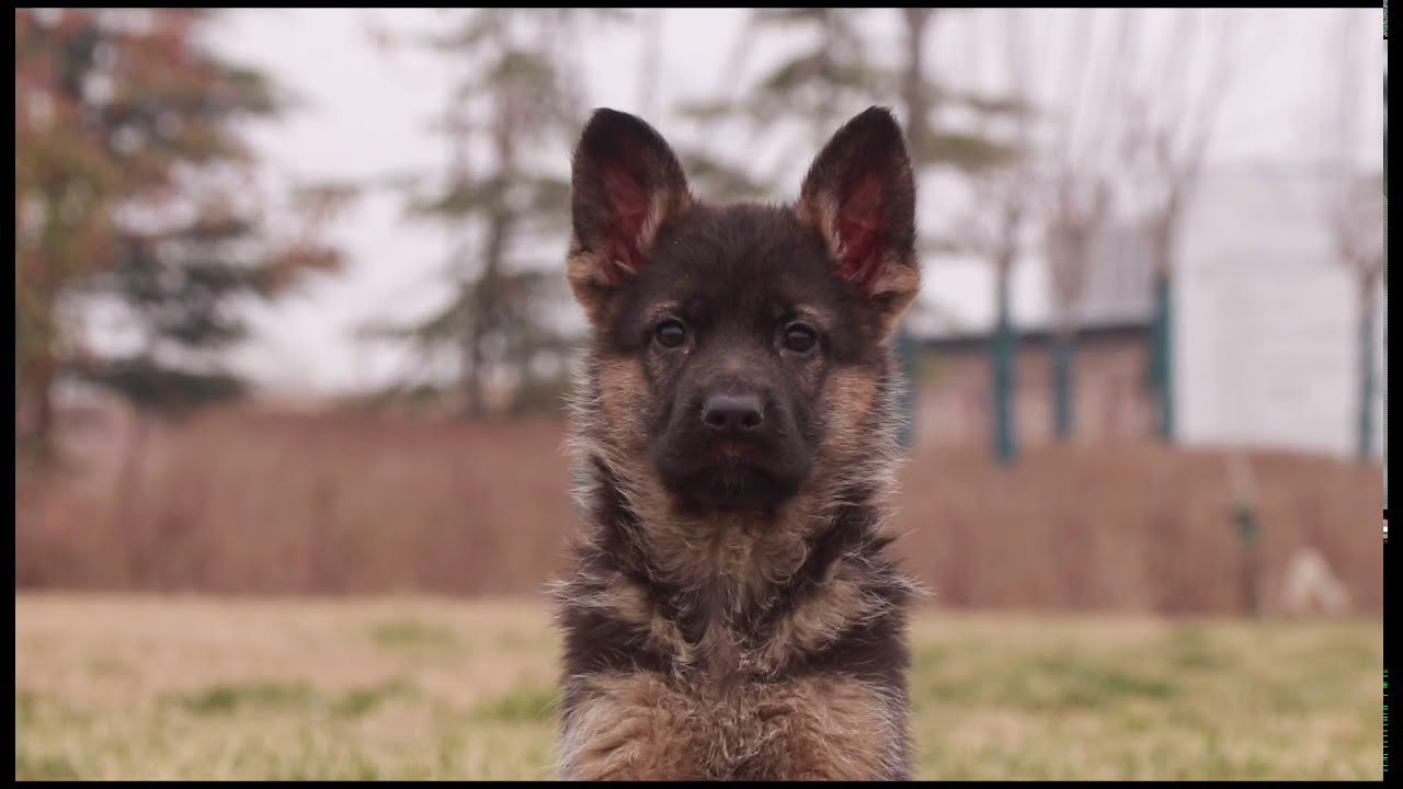 狼王血系的优秀继承者，从小不走寻常路，简直就是复制版！