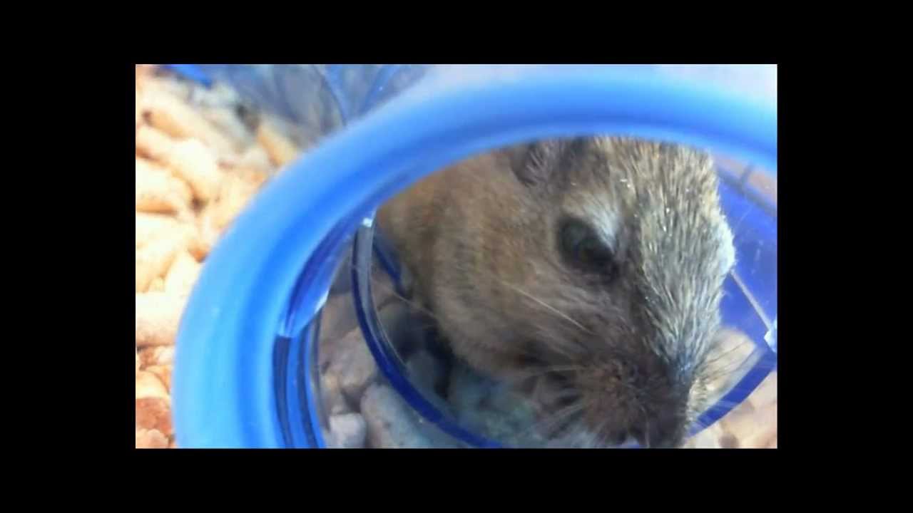 Freddy & Eddy - Gerbils Eating Dinner.