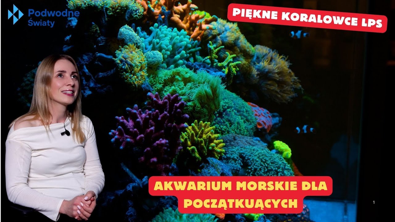 Akwarium morskie dla początkujących. Piękne Koralowce LPS