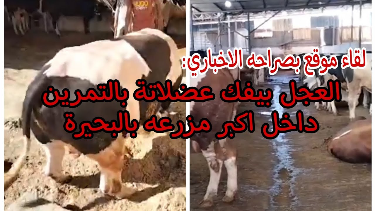 لقاء موقع بصراحه الاخباري(العجل بيفك عضلاتة بالتمرين)شاهد اضخم عجل في مصرماشي علي تمارين ونظام غذائي