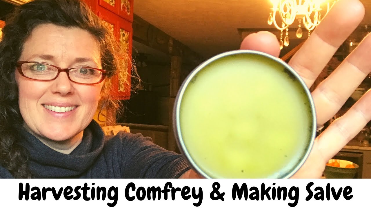 How to Harvest Comfrey and Making Comfrey Salve