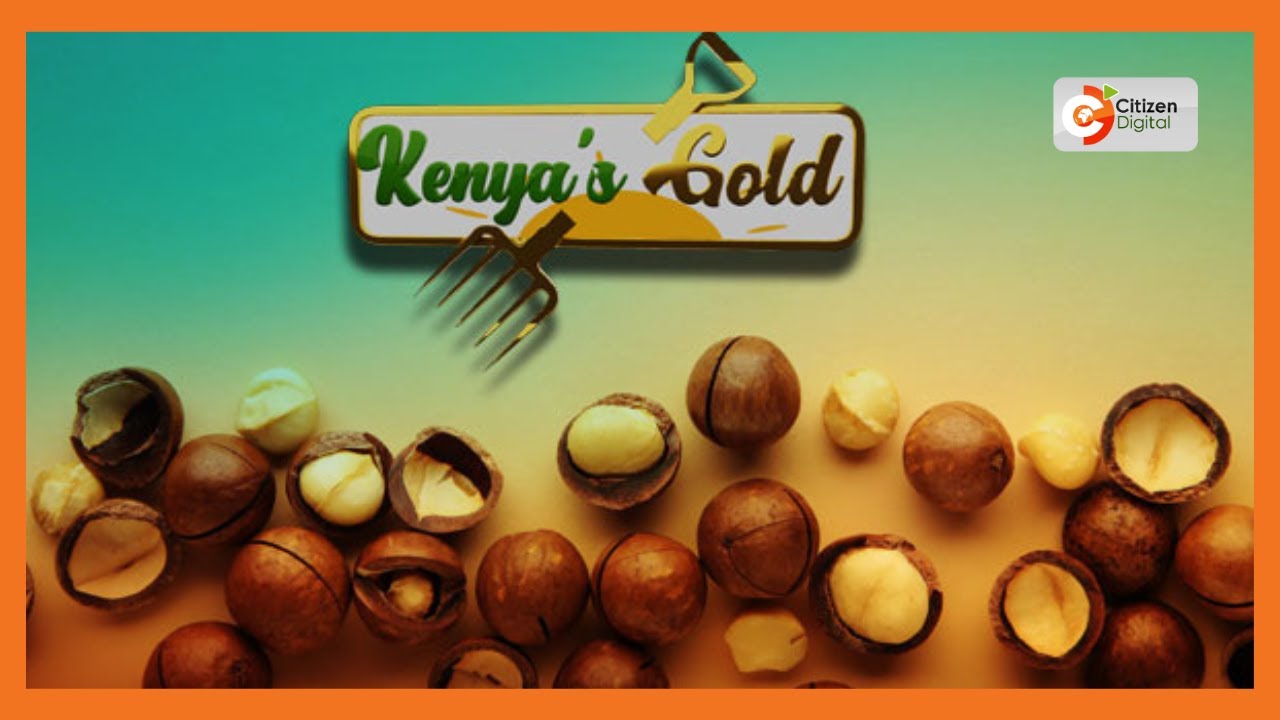 | KENYA'S GOLD | Macadamia Farming in Kenya [Part 1]