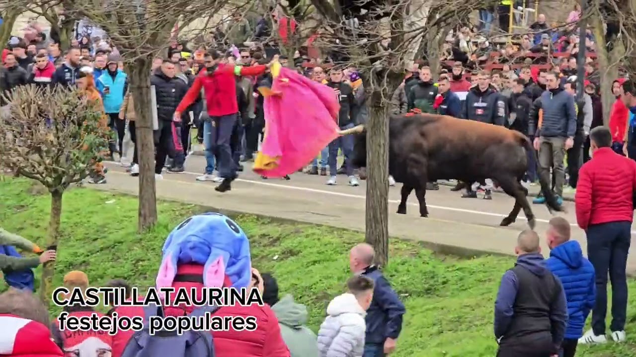 Sábado de carnaval 1-3-2025 #festejospopulares #toros #tradiciones #touro #bou