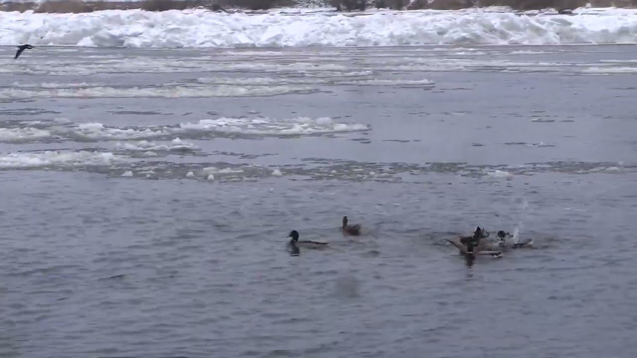 Noch ist die Elbe in Lauenburg offen. Wer weiß wie lange noch?