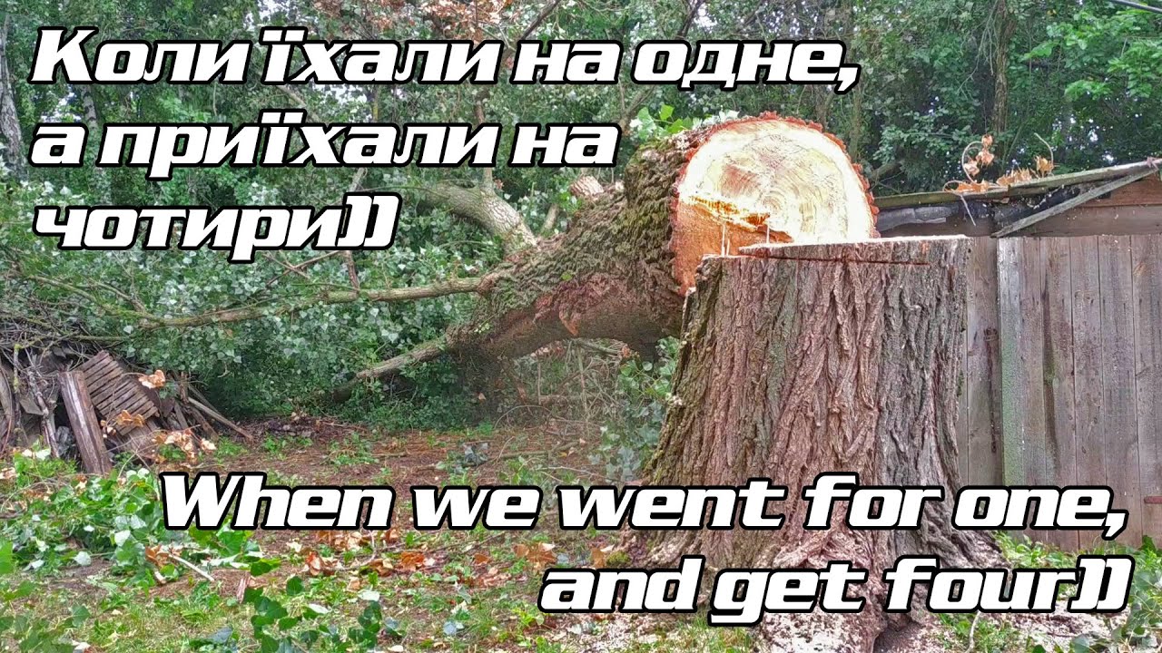 Валимо велику тополю й три сухі в'яза They cut down a large poplar and three dry elms