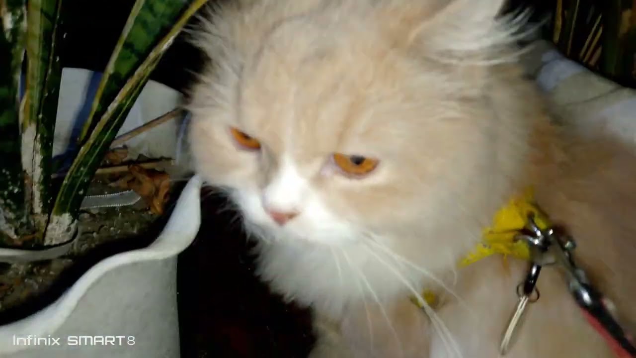 Charlie ignoring me when I was calling during that time Charlie played outside 