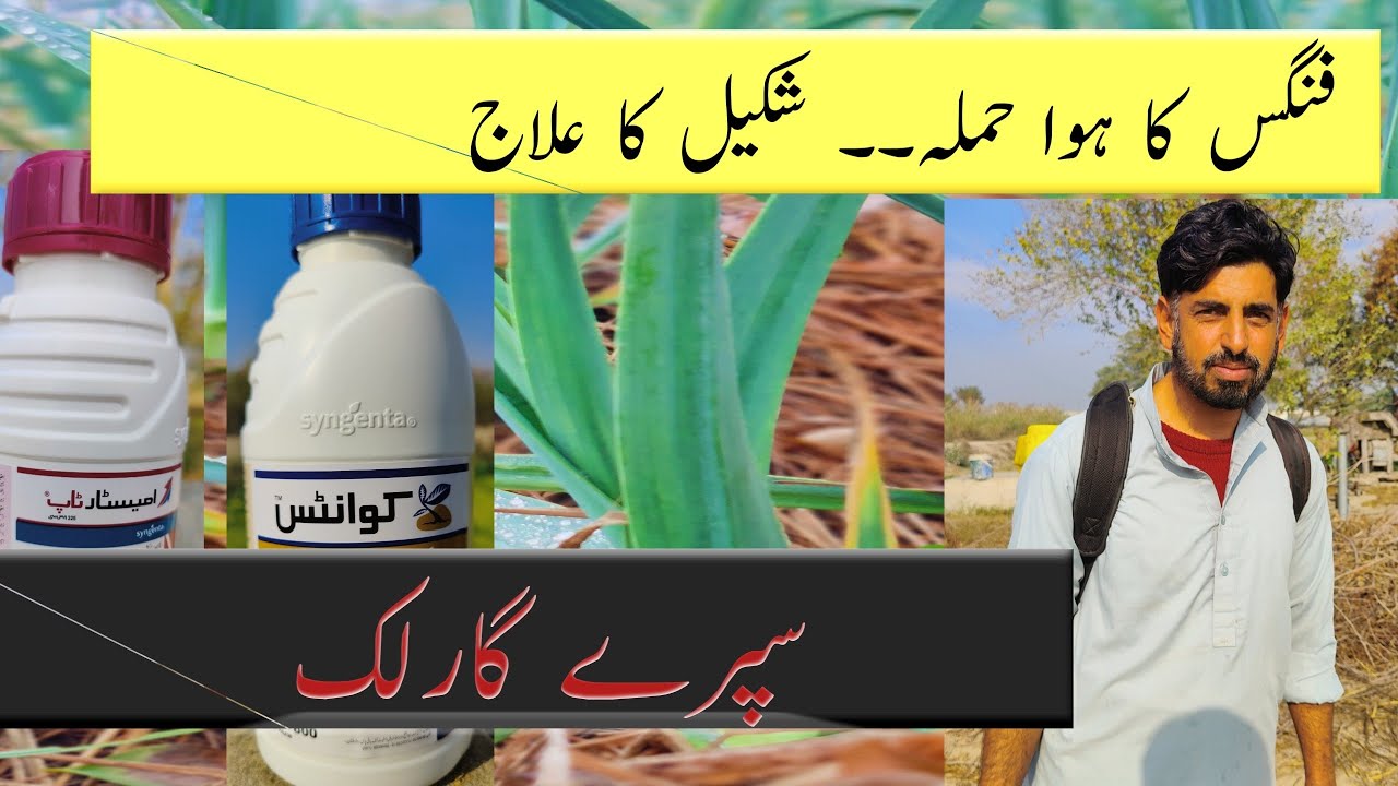 Fungal Spray | Bio Stimulants | Garlic Fungal ka ilag |  #g1garlic #garlic #narcg1 #pesticides