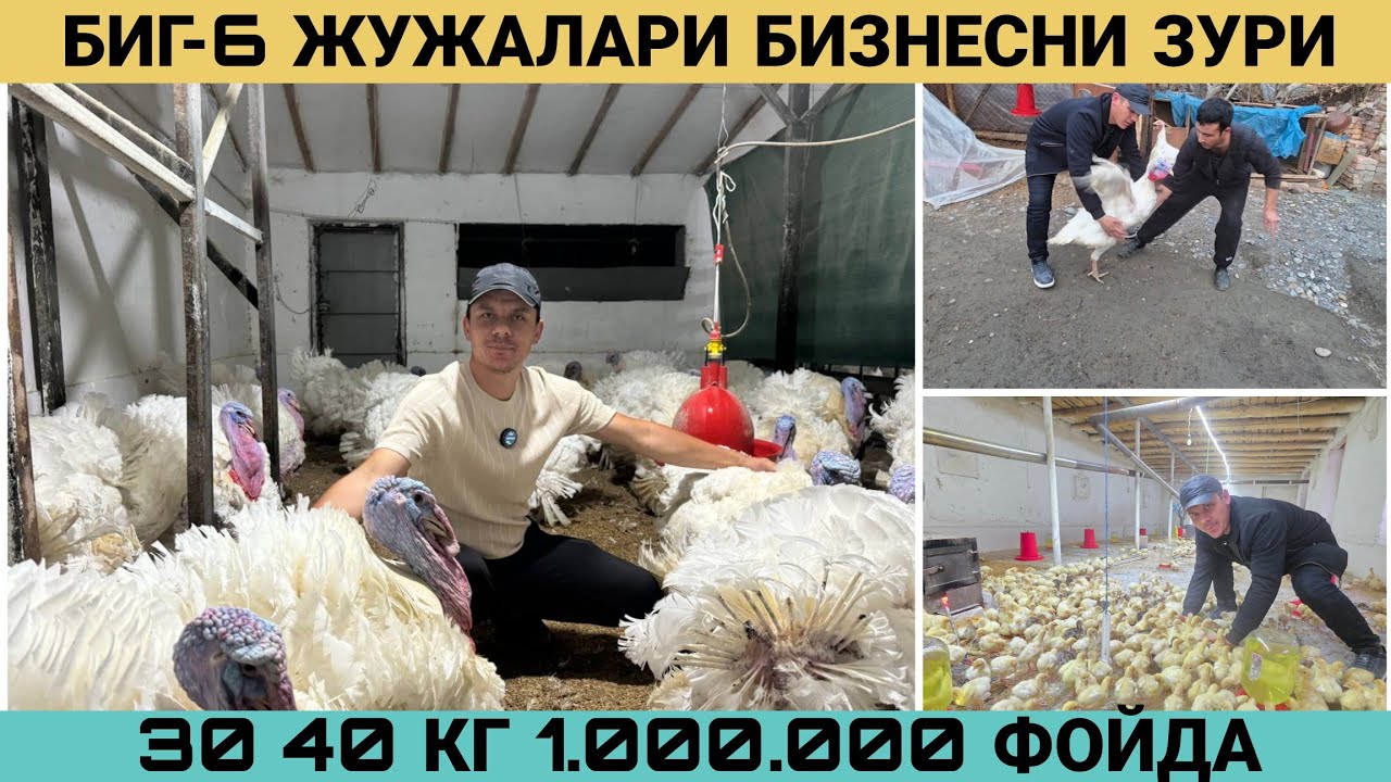 ЕПЛАГАНГА ЗУР БИЗНЕС👍👍 500.000 ДАН 1.000.000 ФОЙДА ОХРИГАЧА КУРИНГ