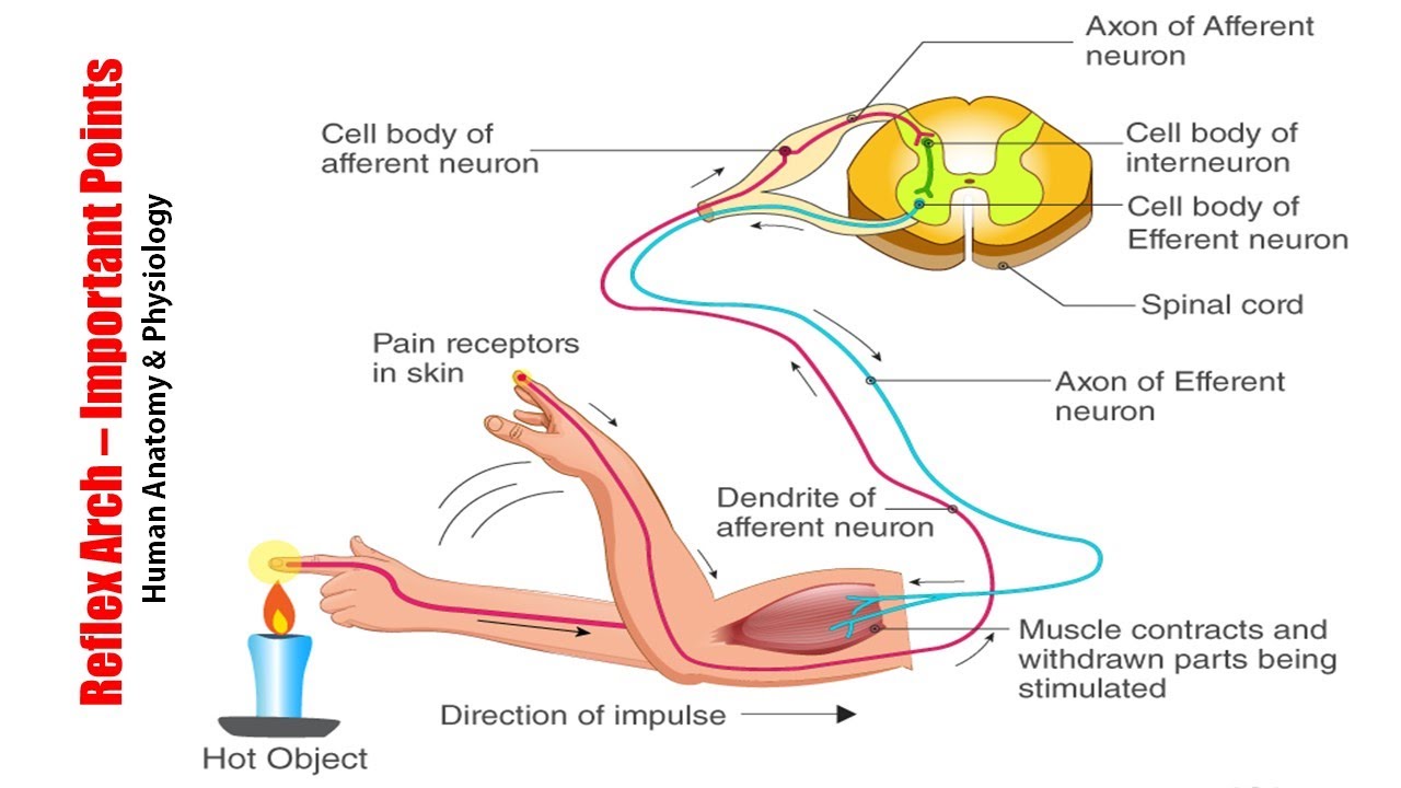 Anatomy & Physiology (89) Reflex Arch | Reflex Activity in Nervous System | Nervous System | HAP