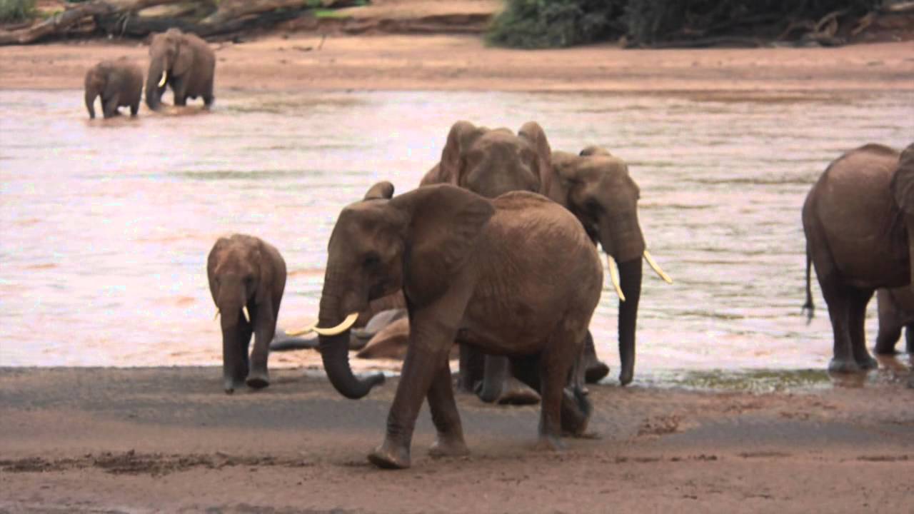 One week old elephant calf crosses Ewaso Nyiro River
