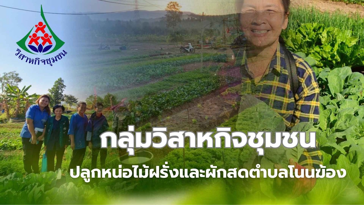 วิสาหกิจปลูกหน่อไม้ฝรั่งและผักสดตำบลโนนฆ้อง