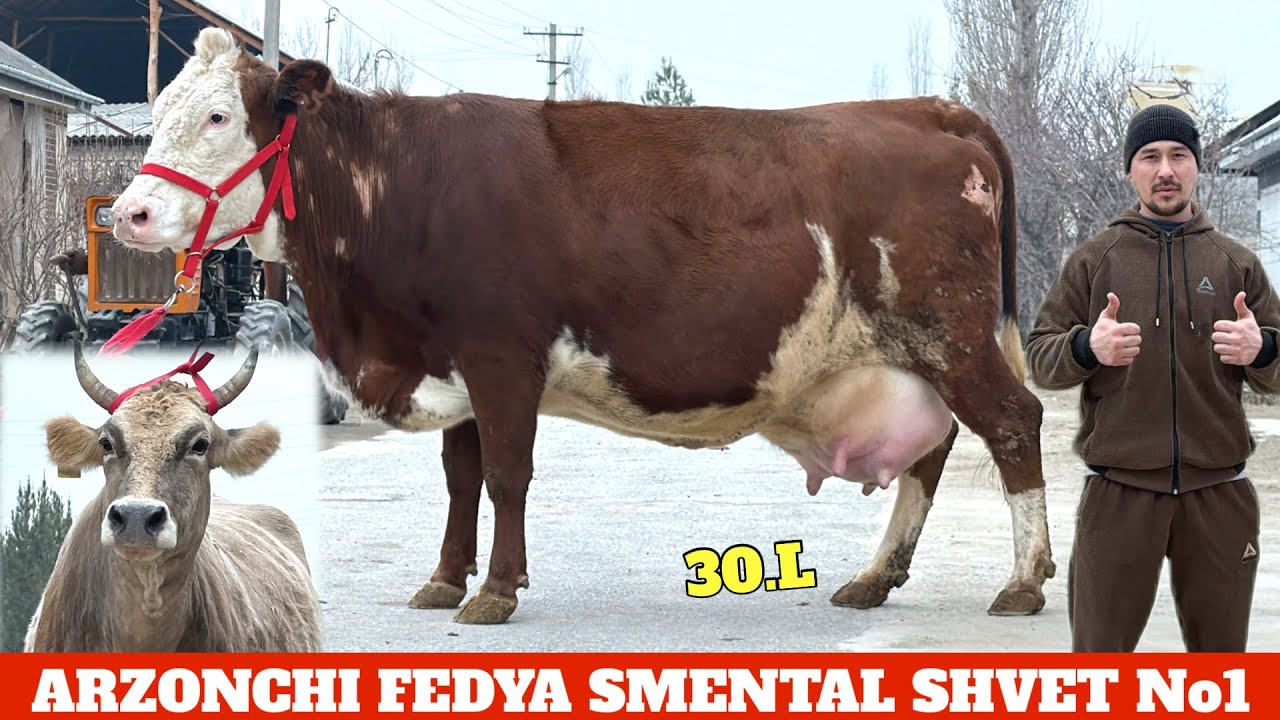 ARZONCHI FEDYA SHVET SMENTAL CHEMPION SIGIR BOʻGʻOZLAR NARXLAR BOMBA😎
