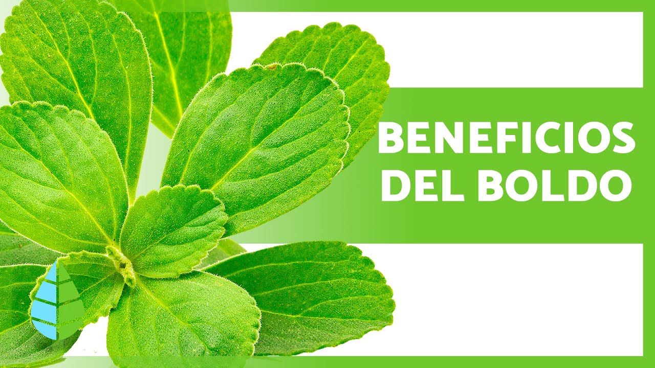 PROPIEDADES MEDICINALES del BOLDO 🌿💚 (Beneficios y Para qu&eacute; Sirve)