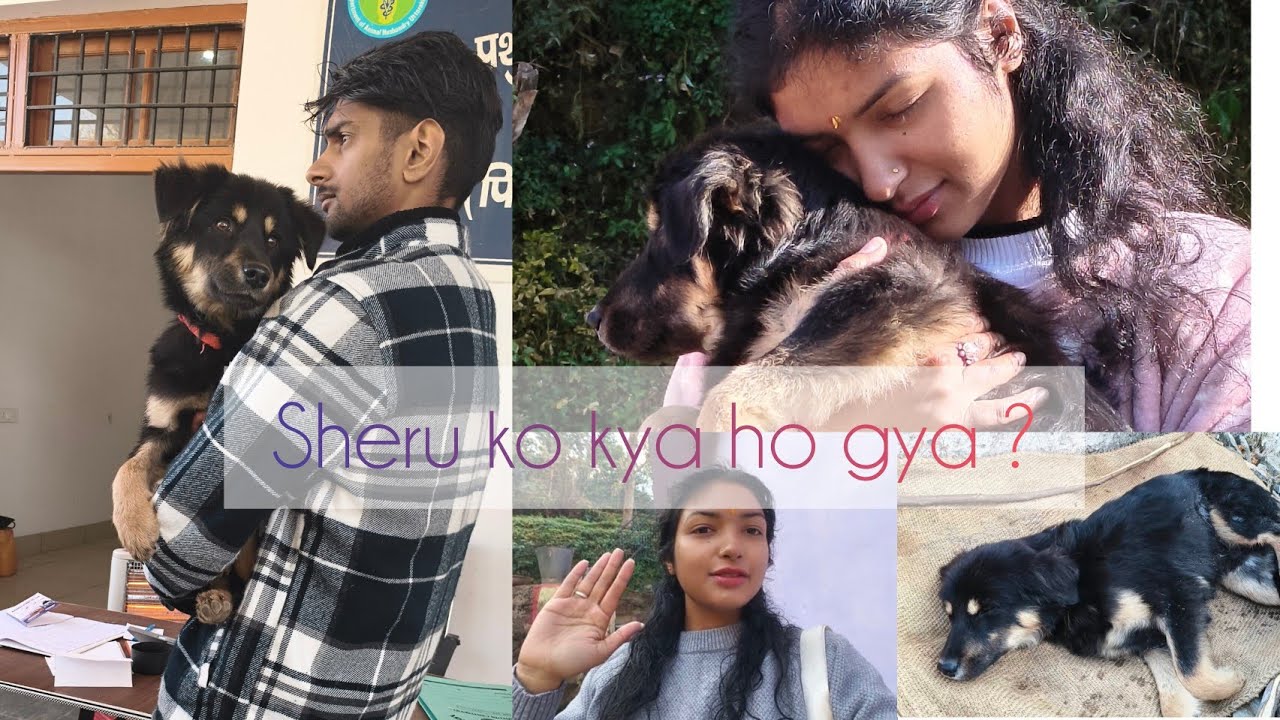 Kyo le jana pda sheru 🐶 ko dubaara hospital 🏥. #youtube #tranding #vlog #ytviral