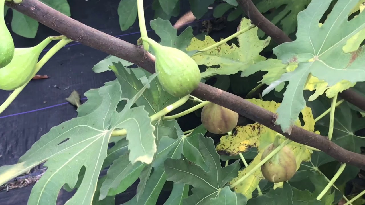 Off the Beaten Path Nursery 2020- Assortment of in ground fig trees still producing (10/19)