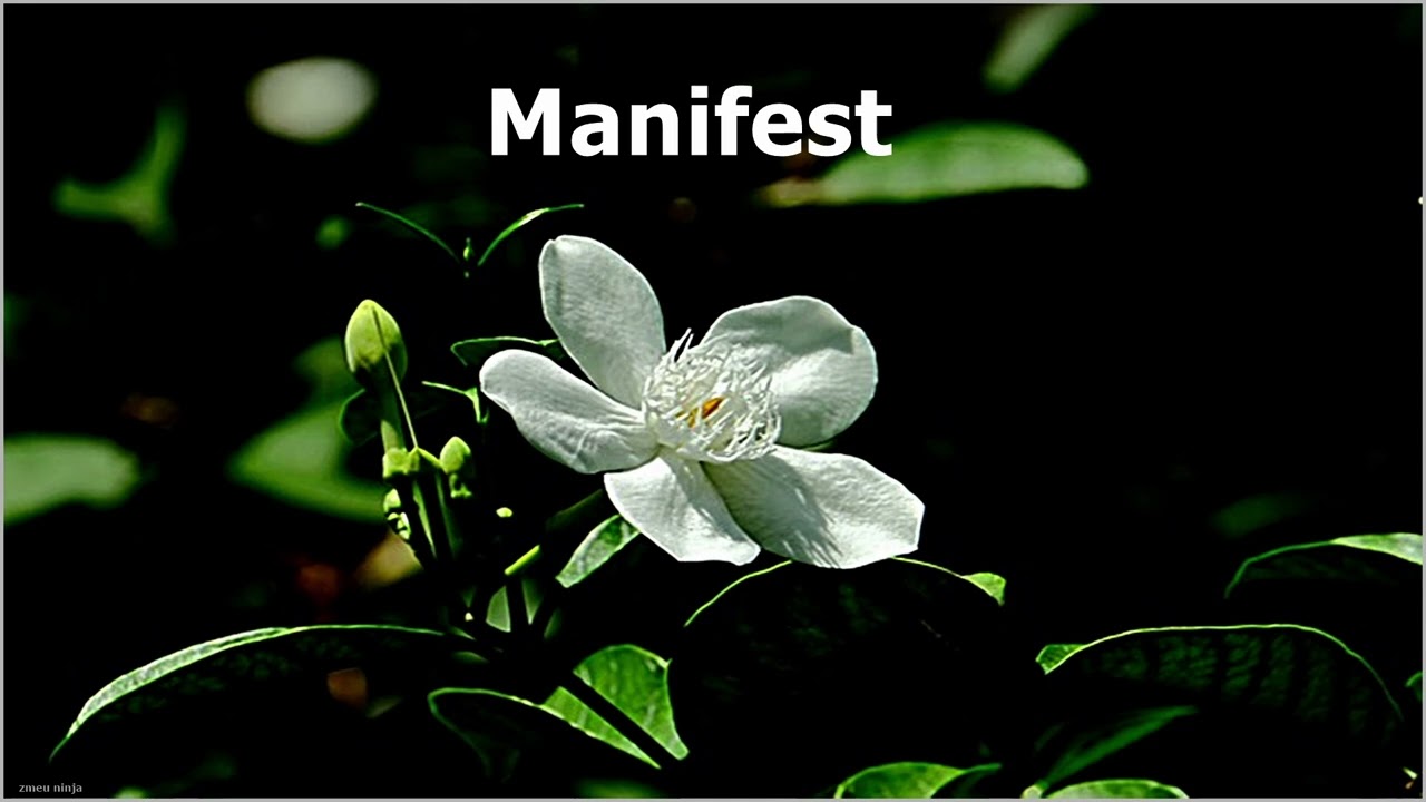 zmeu ninja - manifest !