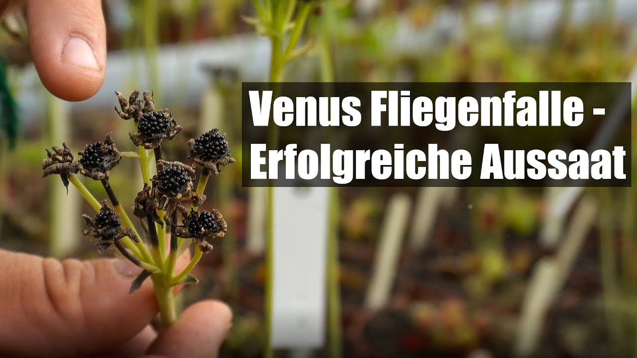 #92 Dionaea Samen aussäen wie die Profis