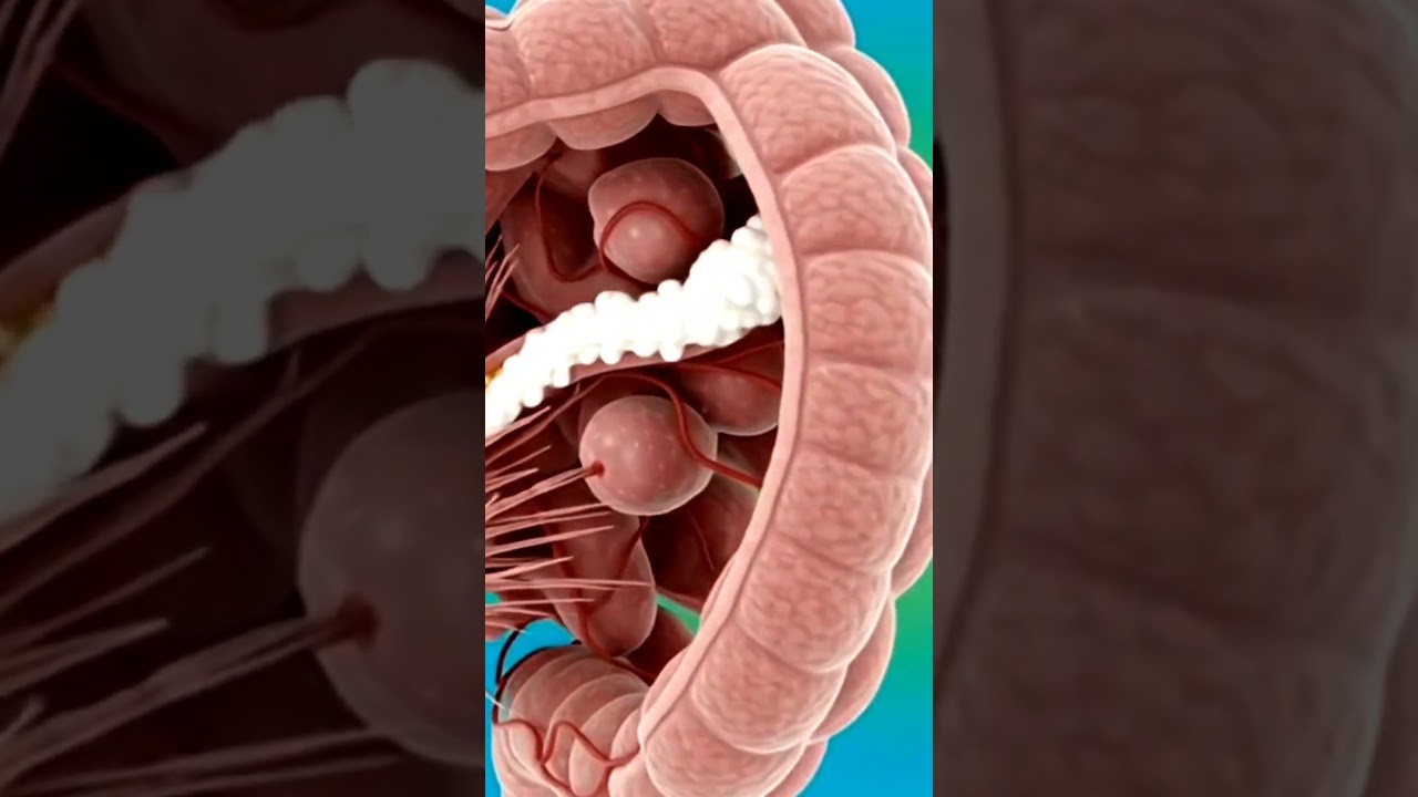 What Milk Really Does Inside You#MilkDigestion #HumanBodyScience #DigestiveSystem #3DAnatomy#shorts