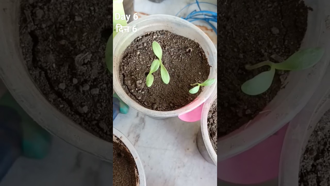 HOW TO GROW CALENDULA PLANT FROM SEED? #FLOWER #PLANT #garden #gardening #farming #WINTERFLOWER
