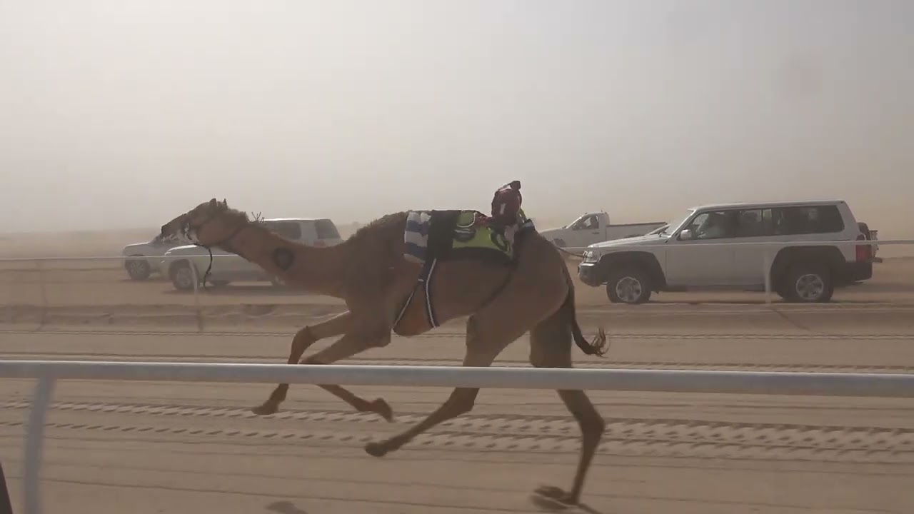 الشوط الرئيسي بكار حقايق سيارة مصيحه ل نايف كريم العتيبي