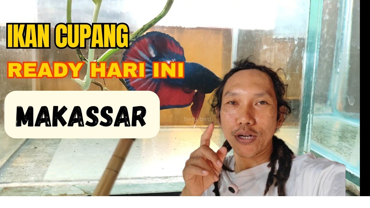 IKAN CUPANG 24 FEBUARI 2026 #herubiru #ikancupangmakassar #ikanhiasmakassar  #ikancupangsulawesi