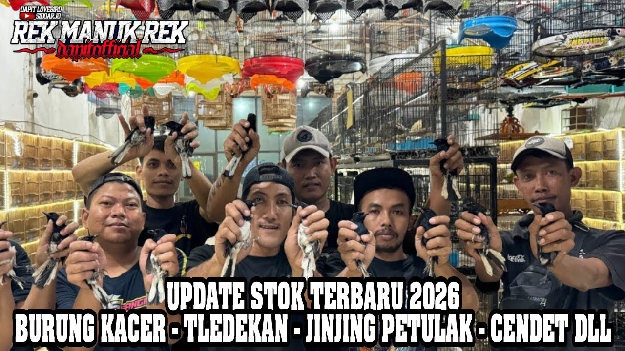 UPDATE STOK TERBARU BURUNG KACER - TLEDEKAN - JINJING PETULAK DLL