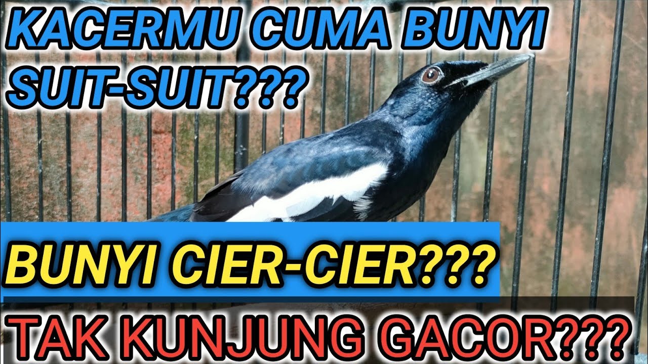 KOK GINI?? SUARA KACER BUNYI SUIT2 SUARA KACER CIER2 ADA APA?? DR KACER NEW