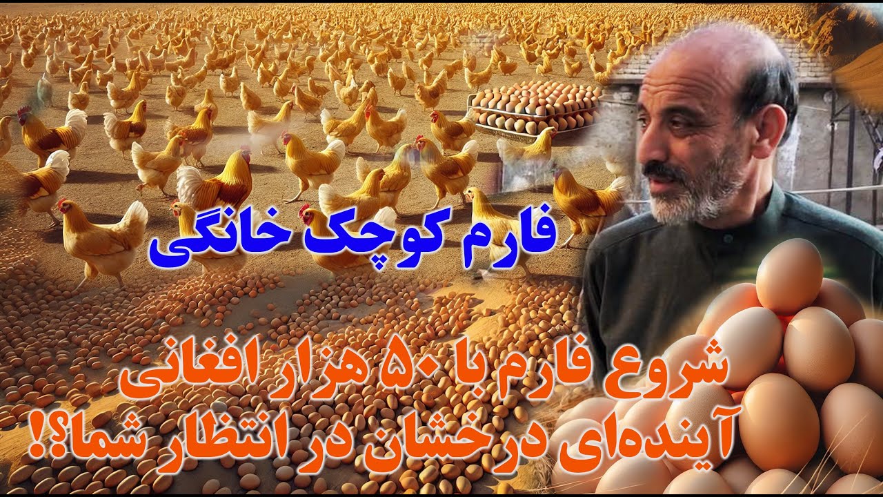 تولید تخم نطفه‌دار و تخم خوراکی در مدت ۳ ماه: راهی به سوی سودآوری سریع!| فارم خانگی کوچک