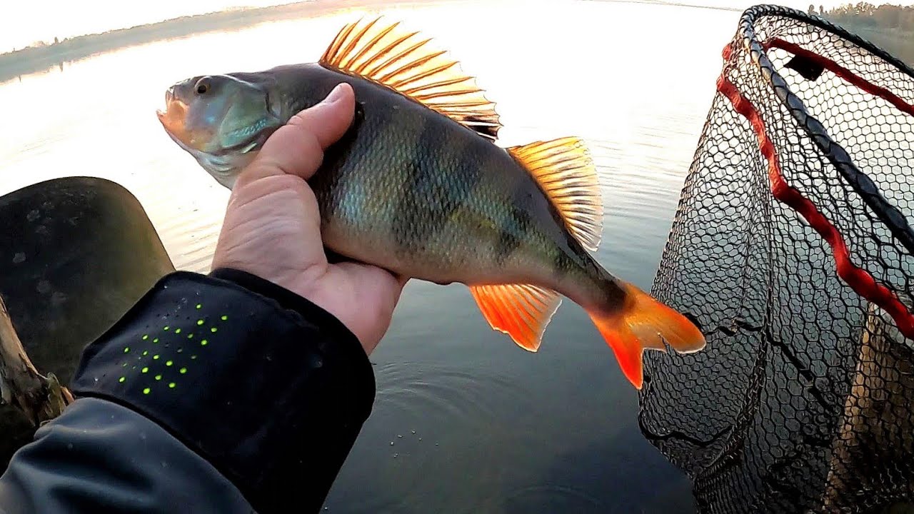 Okoń na JIGI, DROP SHOT, Cykadę | Wieczorna godzina żerowania grubych ryb.