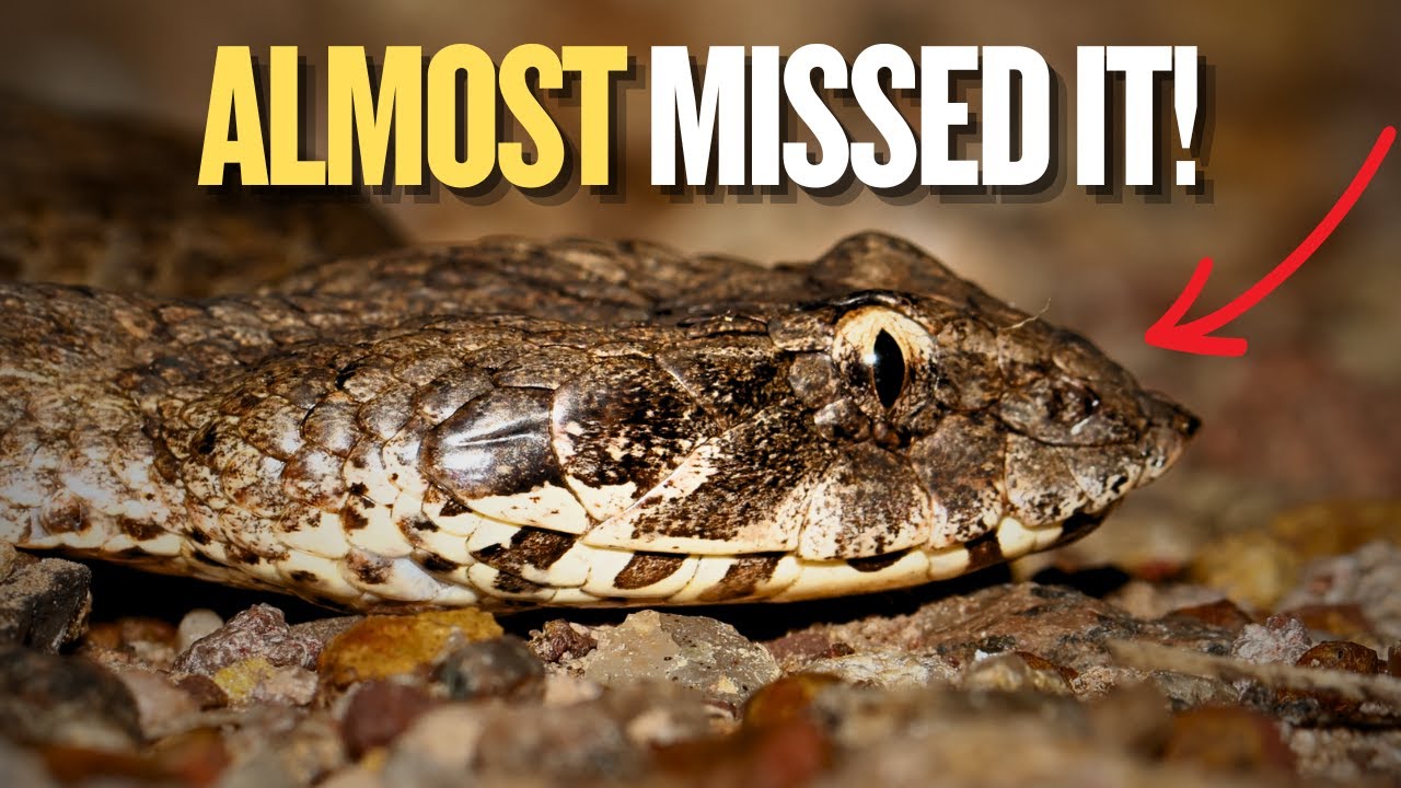 Venomous Snakes EVERYWHERE | Snake Hunting Australia