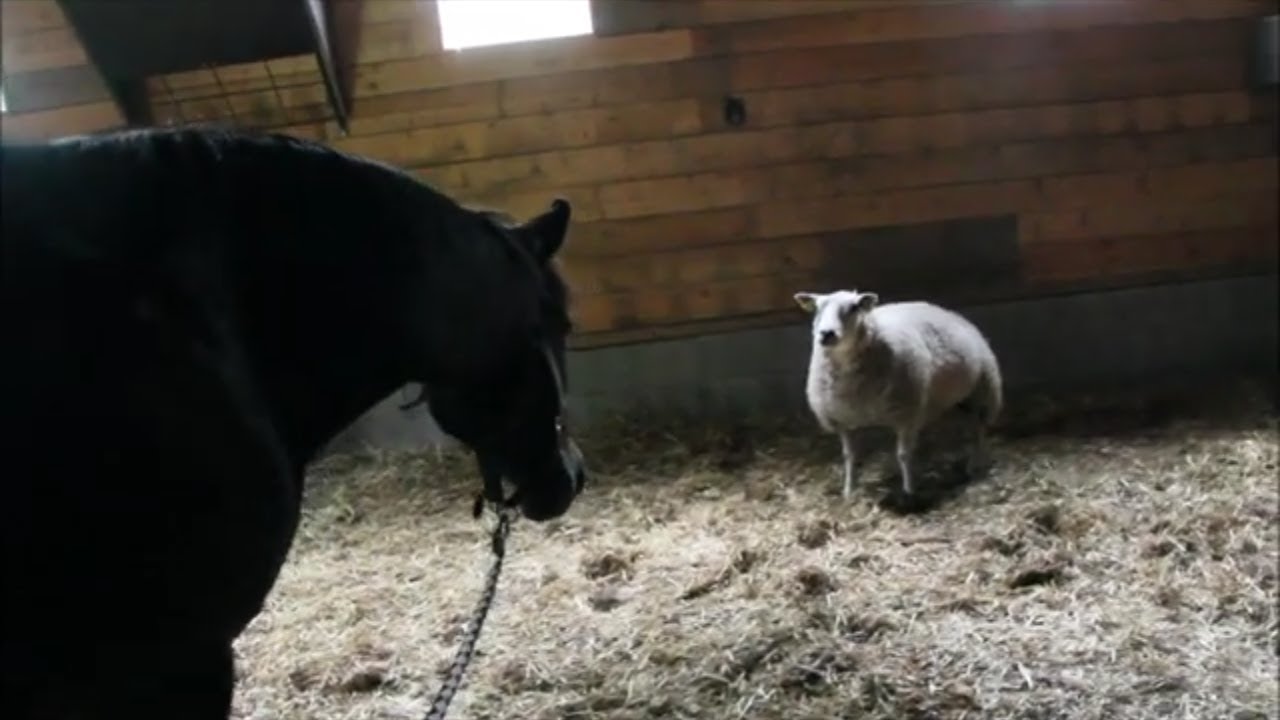 Lammas pihatossa (videopostaus 08.07.2018)