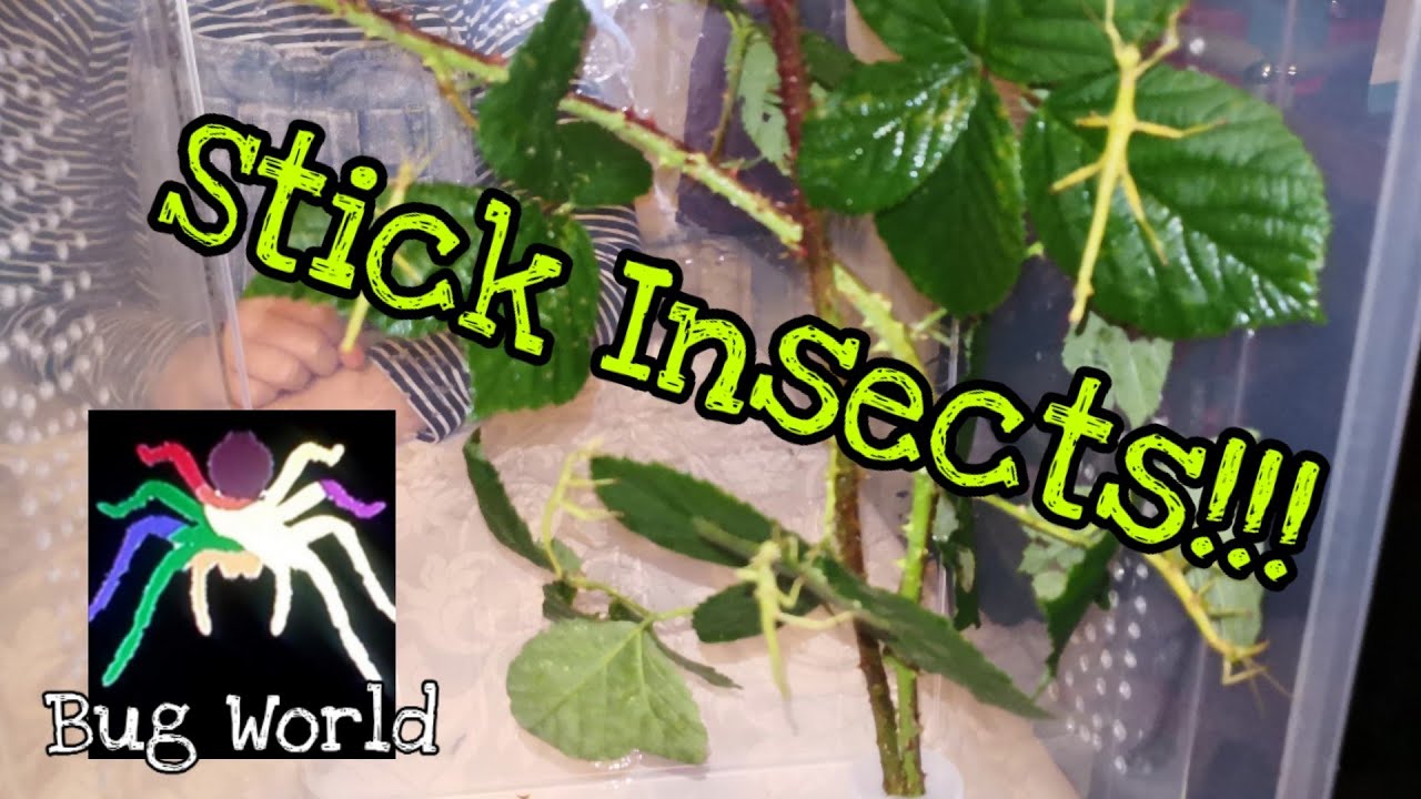 Stick Insect - Unboxing and Rehousing