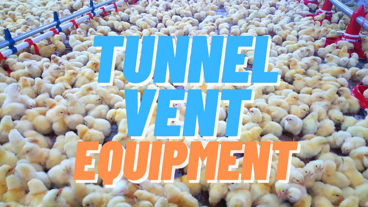 How tunnel vent poultry equipment work (tagalog)