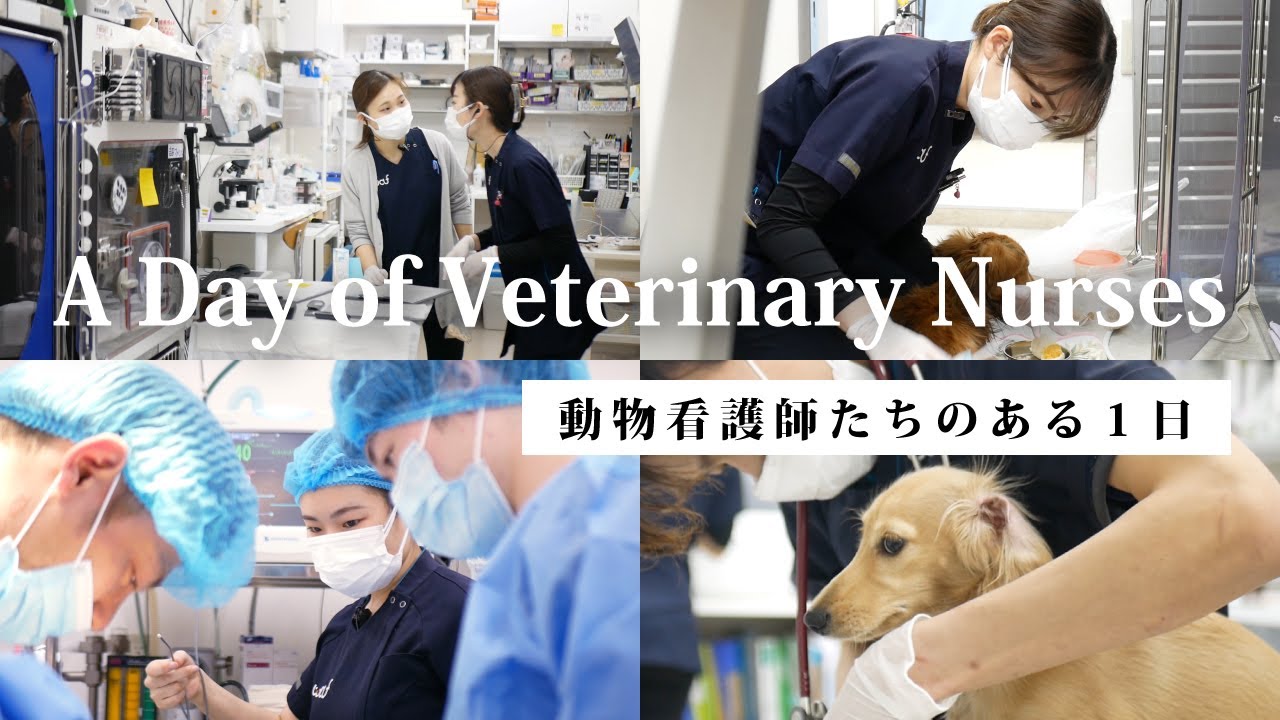 密着取材『動物看護師たちのある１日』　品川WAFどうぶつ病院