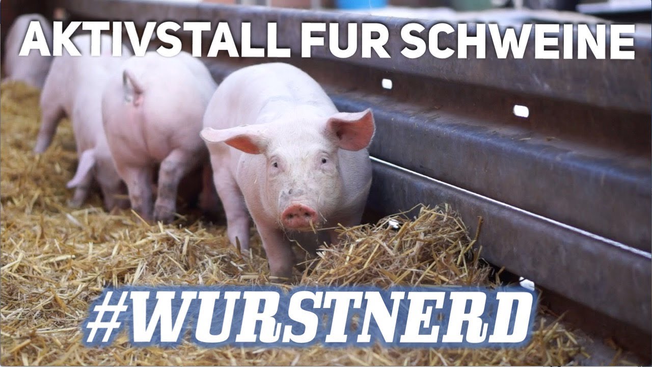 S2E4 Im Aktivstall für Schweine