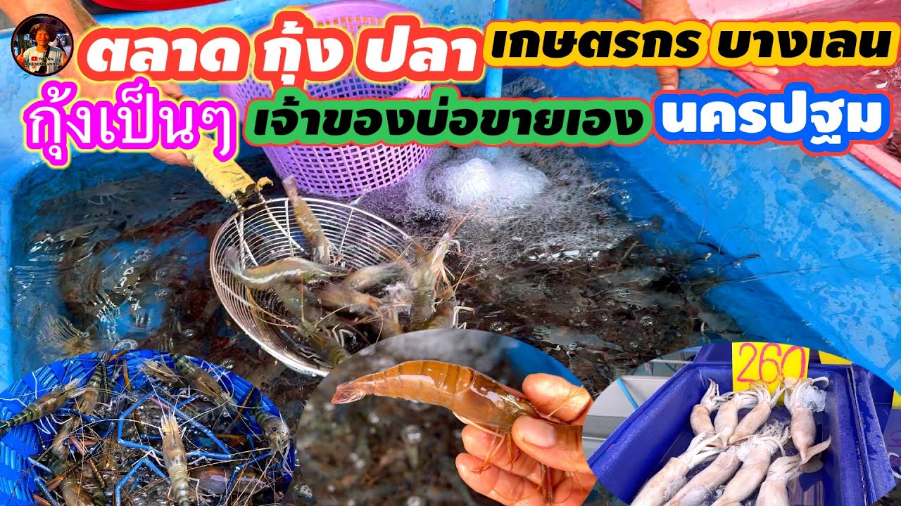 #ตลาดกุ้งปลาเกษตรกรบางเลนนครปฐม#กุ้งเป็นๆสดๆ#ราคาถูก#เจ้าของบ่อขายเอง#จังหวัดนครปฐม#ลุงน้อยchannel