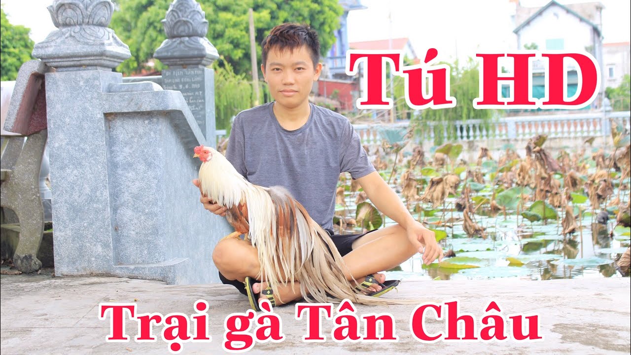 Trại Gà Tân Châu - Tú Tiền Trung - Hải Dương