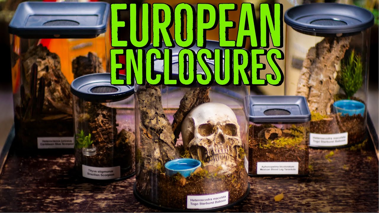 Tarantula Room Enclosure REVIEW - European Spider Enclosures