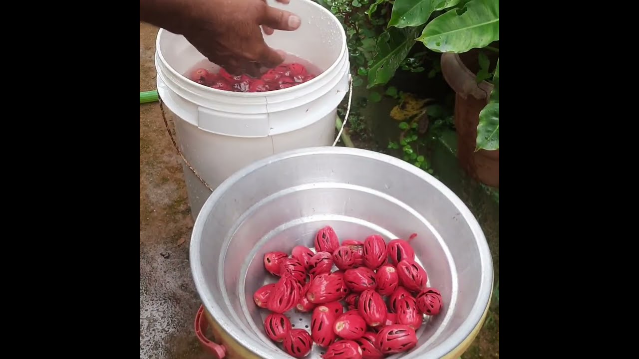 Improved nutmeg variety, processing  nutmegs are important for better quality and fetch good price 🙏